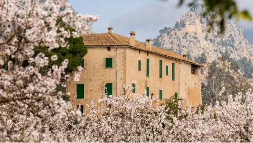 Almond trees near Bunyola