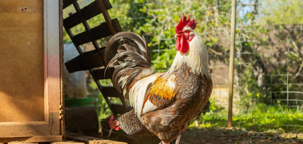 Rural Villa Cas Boter