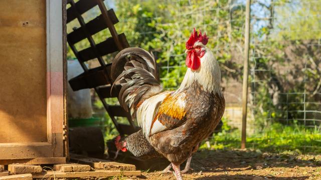 Rural Villa Cas Boter