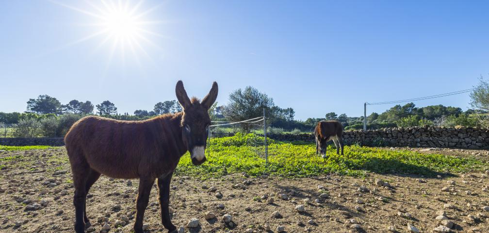 Rural Villa Na Banya