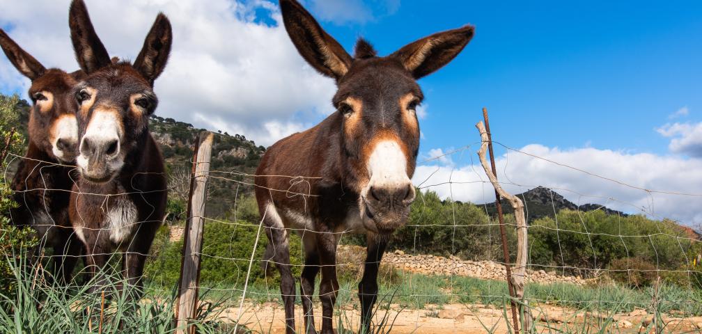Rural Villa S'Esquerda