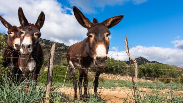 Rural Villa S'Esquerda