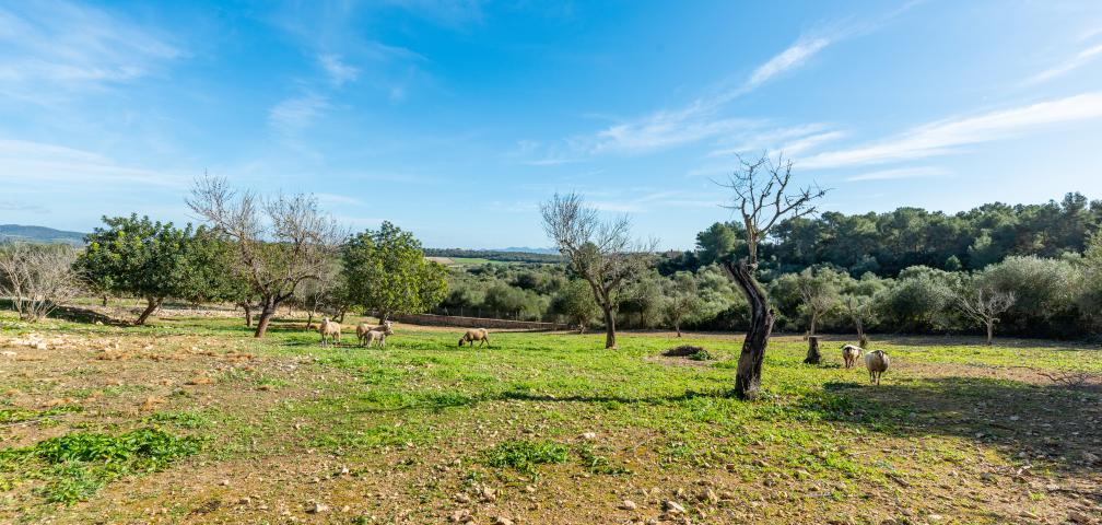 Rural Villa Can Marcos