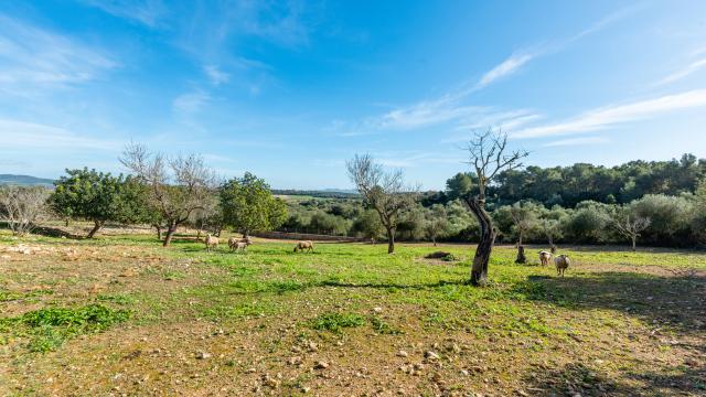 Rural Villa Can Marcos