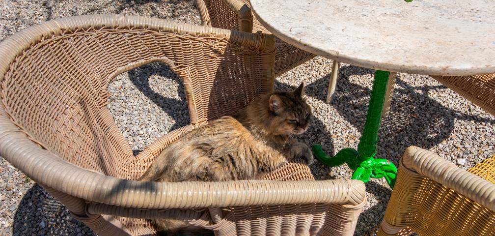 Rural Villa Sa Vinya des Compte