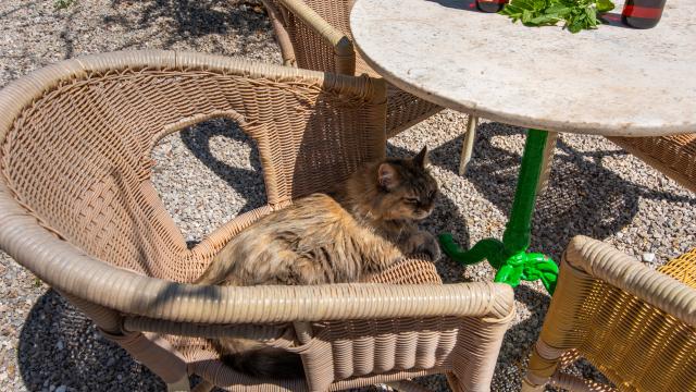 Finca Sa Vinya des Compte