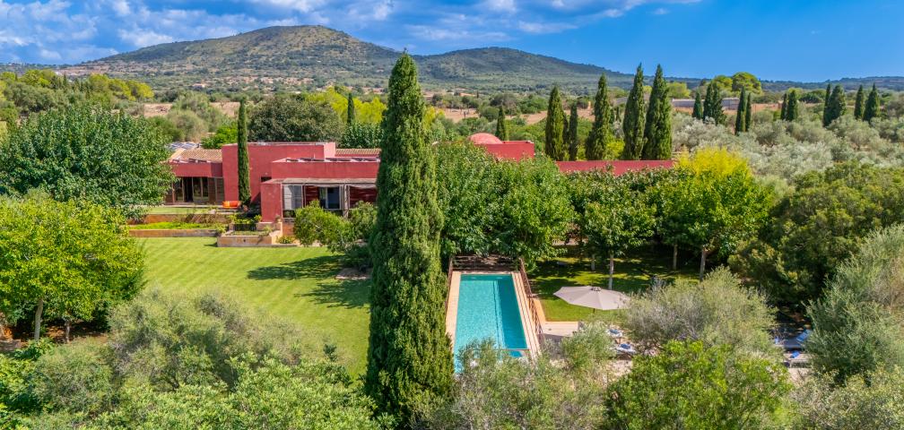 S'olivar d'es Barranc de son cifre