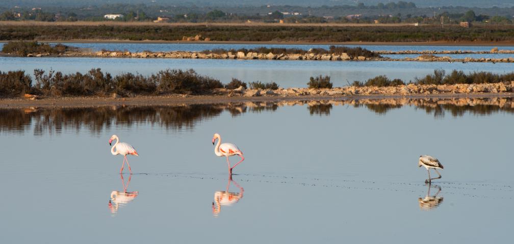 Rural Villa Es Moli Des Trenc