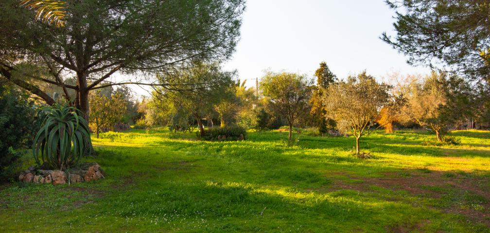 Finca Es Revolt de Sa Barrala