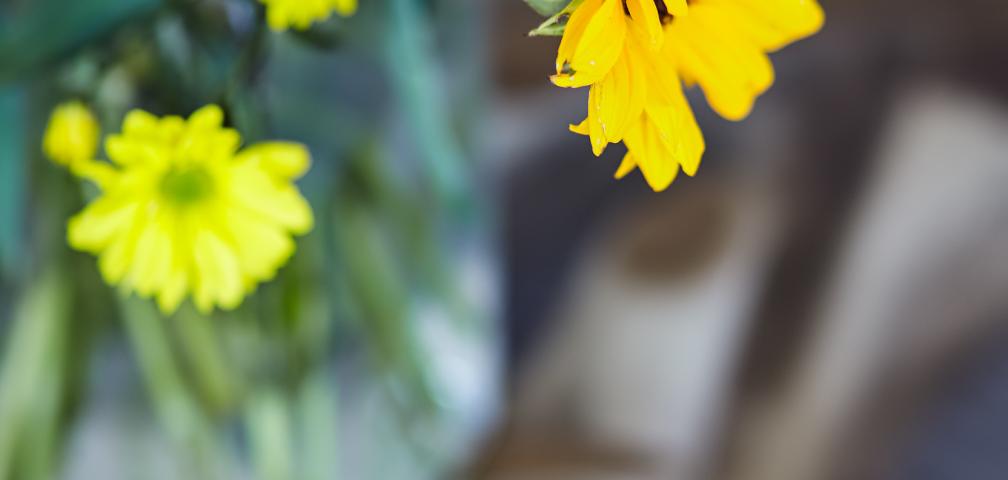 Urban Villa Sunshine