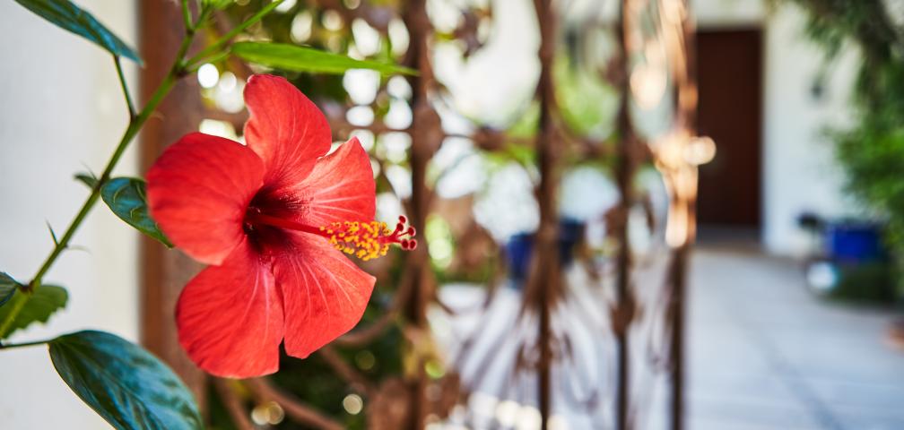 Urban Villa Sunshine