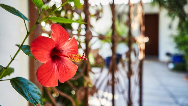 Urban Villa Sunshine