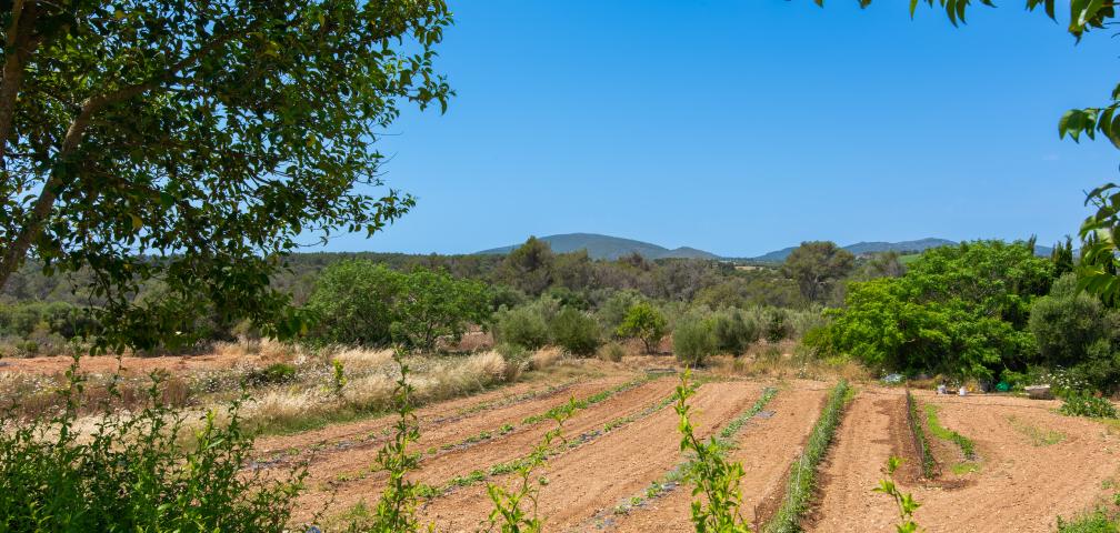 Rural Villa Ses Cases