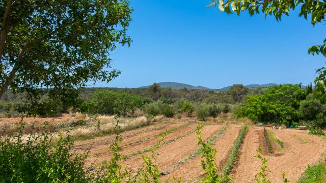 Rural Villa Ses Cases